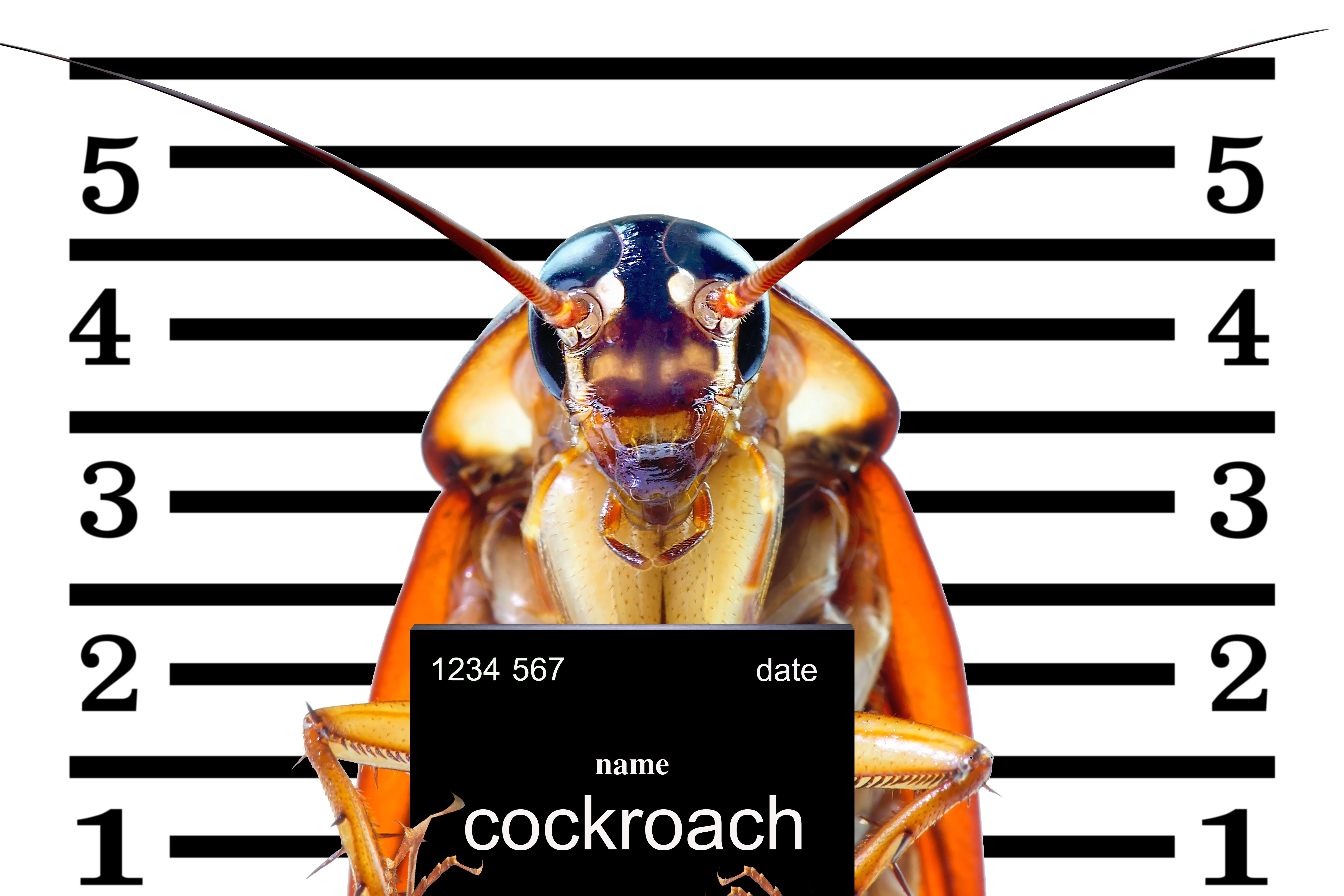 RBP - On Demand Pest Control